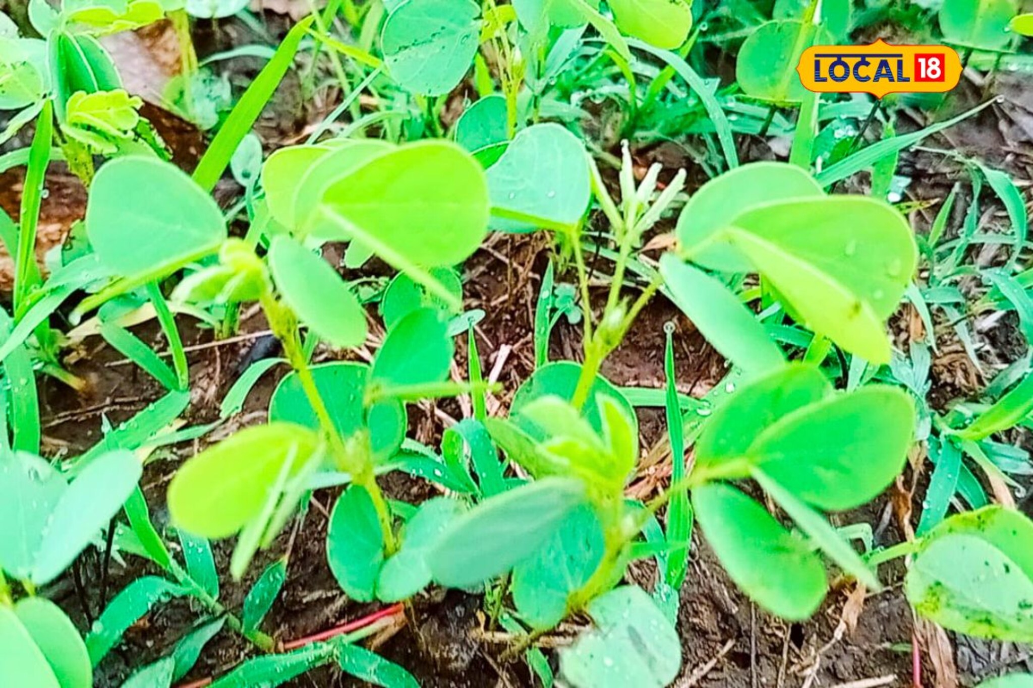 कडवट आहे पण भारी लागते रानभाजी, पावसाळ्यात आजारांपासून ठेवते तुम्हाला दूर!