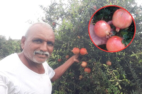 1 लाखांचं डाळिंब चोरीला