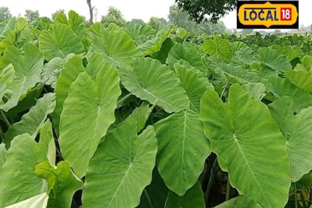 प्रत्येक भाजीचा एक कालावधी असतो, त्यात तिचं चांगलं पीक घेता येतं.