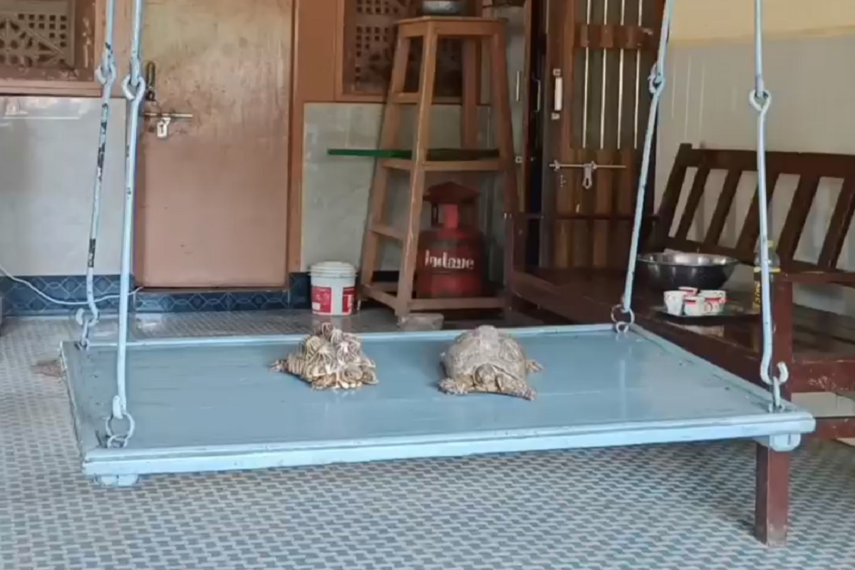 कासवांना दररोज जवळपास 4 तास झोपाळ्यात झोके द्यावे लागतात, तेव्हाच ते प्रसन्न राहतात.