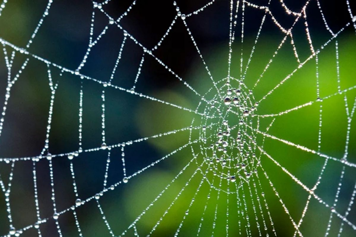 Vastu Tips: हा जीव आपल्यासाठी किती शुभ आणि किती अशुभ