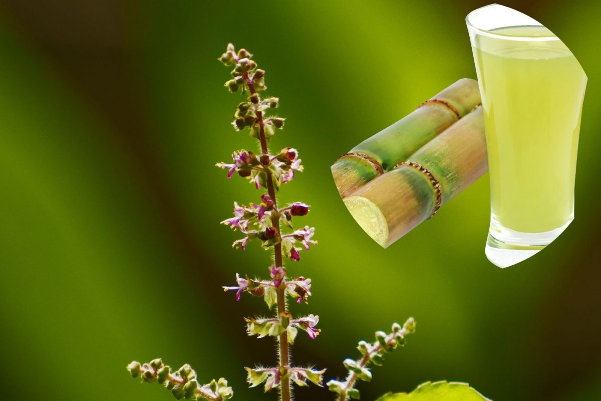 तुळशीच्या भांड्यात ही एक गोष्ट ठेवल्याने कधीही भासणार नाही पैशांची कमतरता