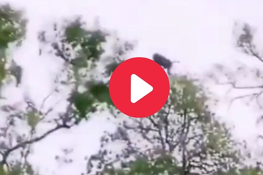 व्हायरल व्हिडीओ
