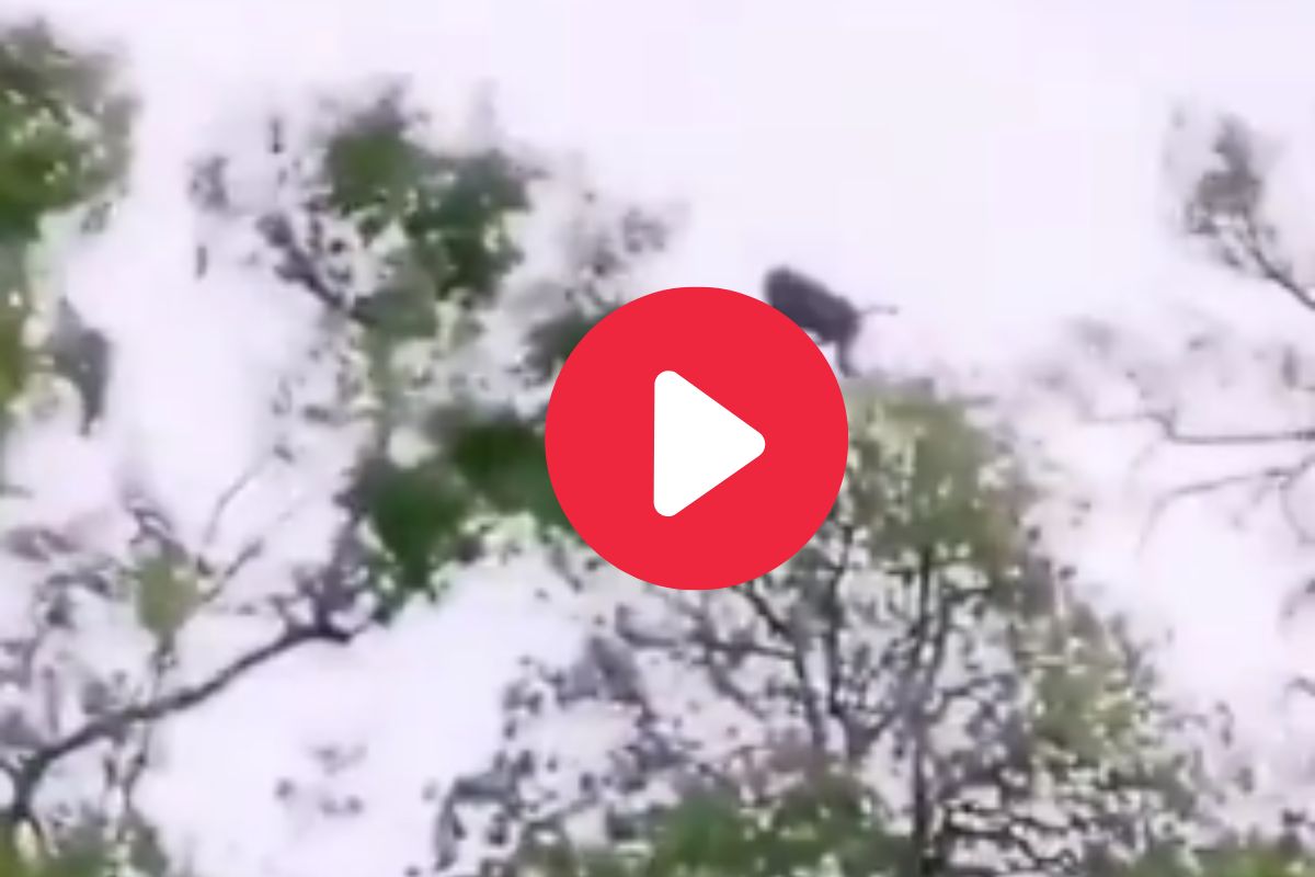 व्हायरल व्हिडीओ