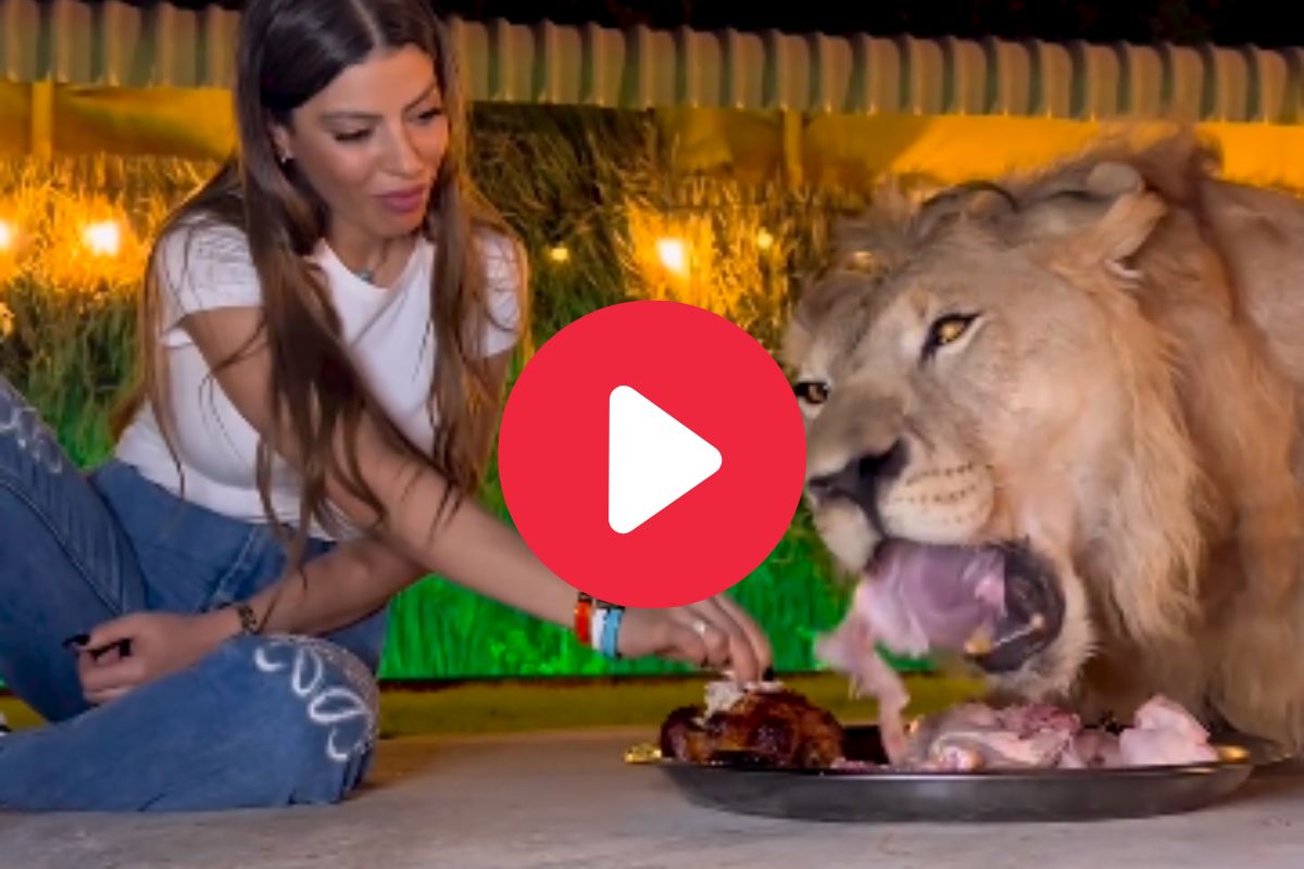 व्हायरल व्हिडीओ