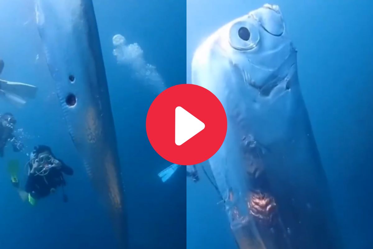 समुद्रात आढळला रहस्यमयी मासा