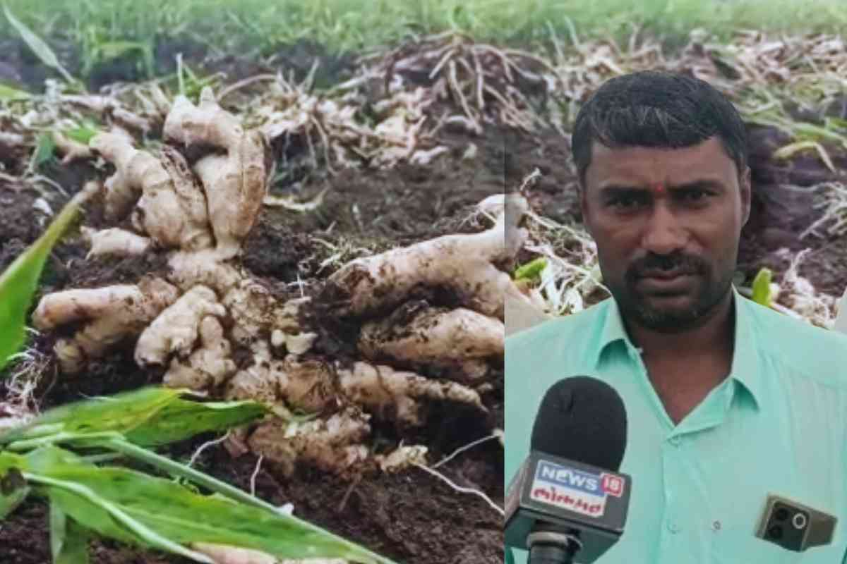 (आलं उत्पादक शेतकरी)