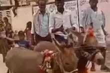 'या' गावात लावलं जातं गाढवांचं आणि बेडकांचं लग्न! कारणही आहे खास