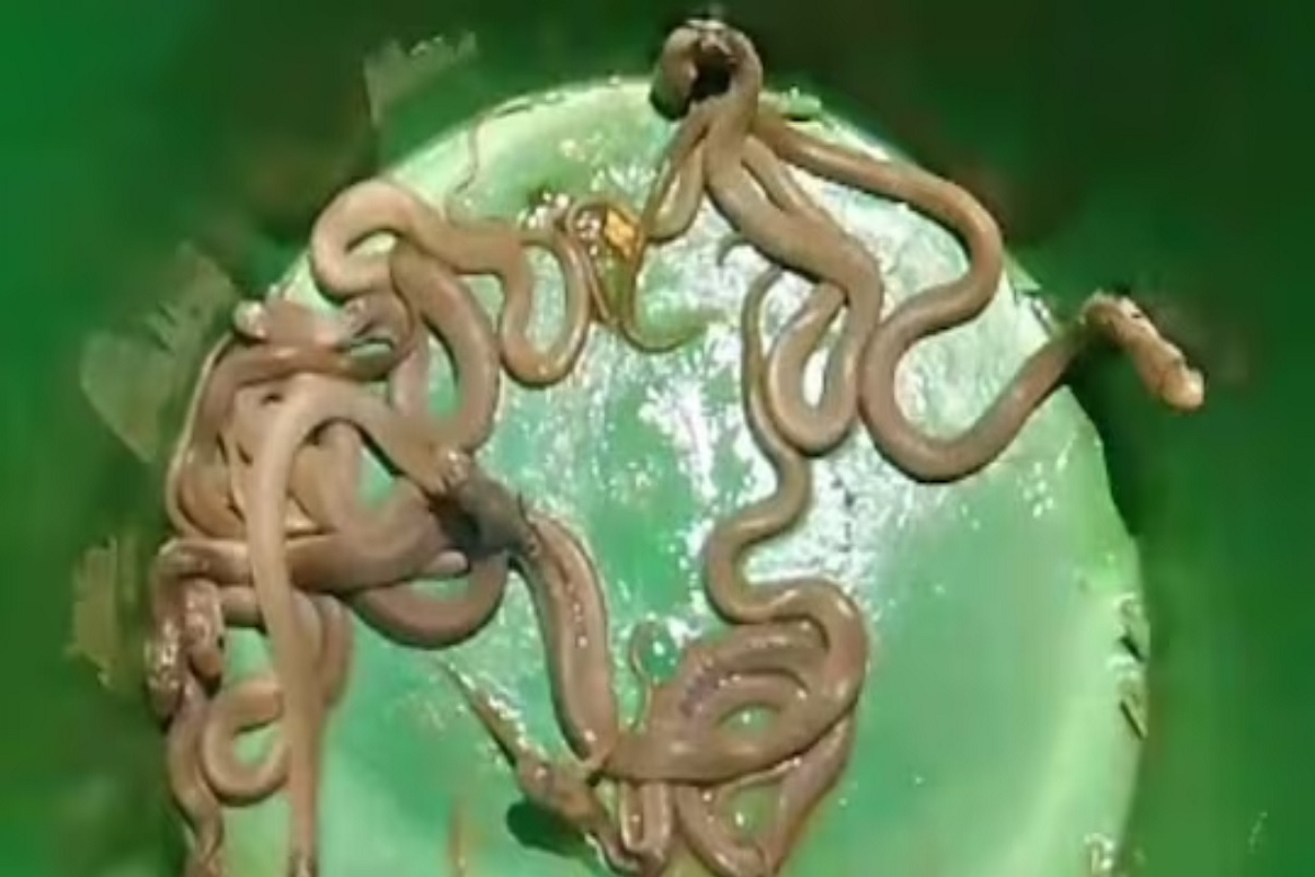 घराच्या एका खोलीतून हे नाग एकामागून एक सरपटत बाहेर पडले.