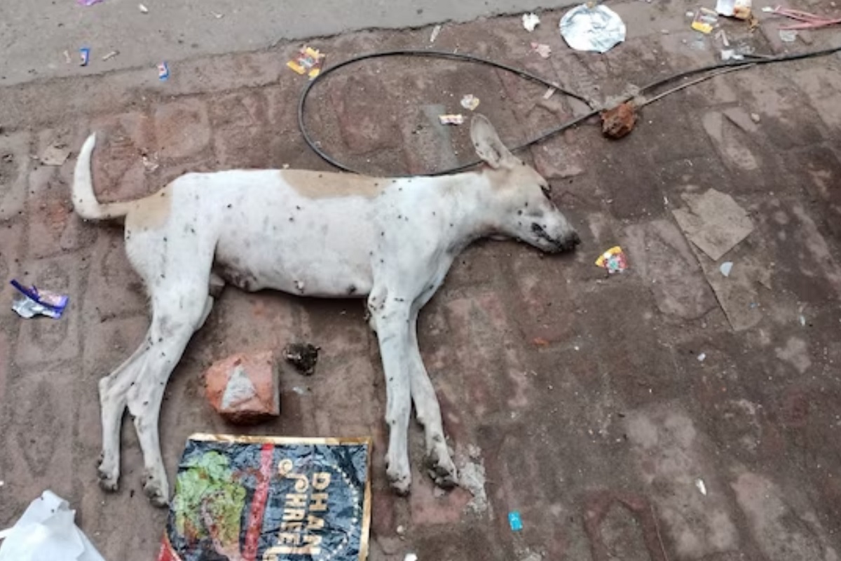 या अमानुष कृत्याने परिसरात सर्वत्र संतापाची लाट उसळली आहे. परंतु तो मात्र फरार आहे.