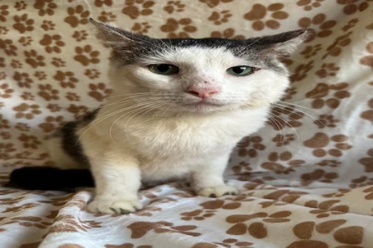 पाळीव प्राण्यांची योग्य काळजी घ्यावी आणि शहर स्वच्छ ठेवावं, यासाठी महानगरपालिकेने हा निर्णय घेतला आहे.