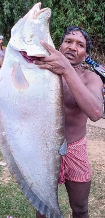 तलावात जमिनीच्या तळाशी राहणाऱ्या या माश्याला गोड्या पाण्यातील मासा असंही म्हणतात. त्याच्यात अनेक प्रकारचे पौष्टिक घटक आढळतात. तो कोळंबीसारखे लहान मासे खातो. दोन दिवसांपूर्वी पश्चिम बंगालमध्ये 14 किलो वजनाचा महाकाय चितळ आढळला होता.