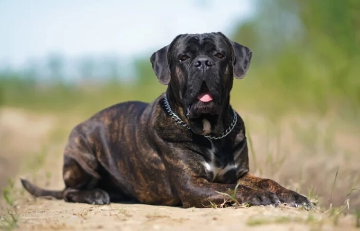 रॉटविलर डॉग Rottweiler या कुत्र्यामध्ये प्रचंड ताकद असते. बॉडीबिल्डरसारखी यांची शरीर रचना असते. त्याने एकदा का आपल्या जबड्यात गोष्ट पकडली तर ती सुटणंही कठीण, त्यामुळे तो आपल्या धोकादायक जबड्याच्या सहाय्याने सिंहाचाही जीव जाऊ शकतो असं म्हटलं जातं.