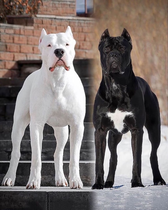 डोगो अर्जेंटिनो Dogo Argentino हा कुत्रा अर्जेंटिनातील प्रजाती आहे. धावण्यात आणि शिकारीत तरबेज असे हे कुत्रे सिंहाला देखील संपवू शकतात.