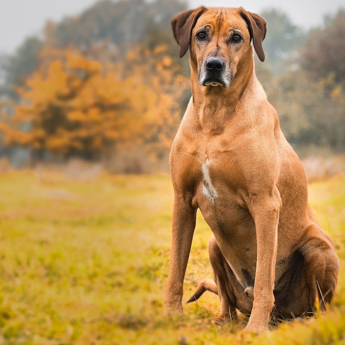 बोएरबोल Boerboel कुत्र्याची ही प्रजाती दक्षिण आफ्रिकेतील आहे. फिटनेससाठी आणि आपल्या अॅग्रेसिव्हनेससाठी हा खूप प्रसिद्ध आहे. 