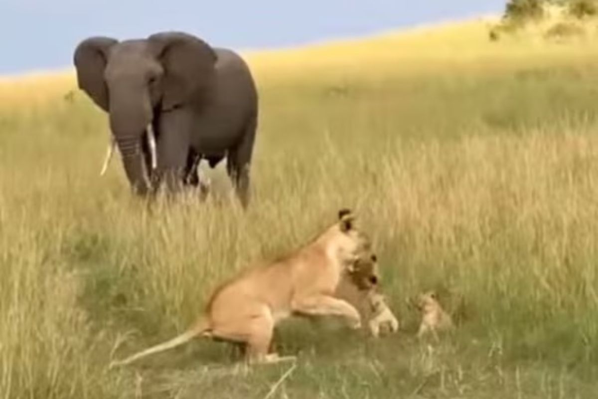 हत्तीला घाबरून पळाली सिंहिण