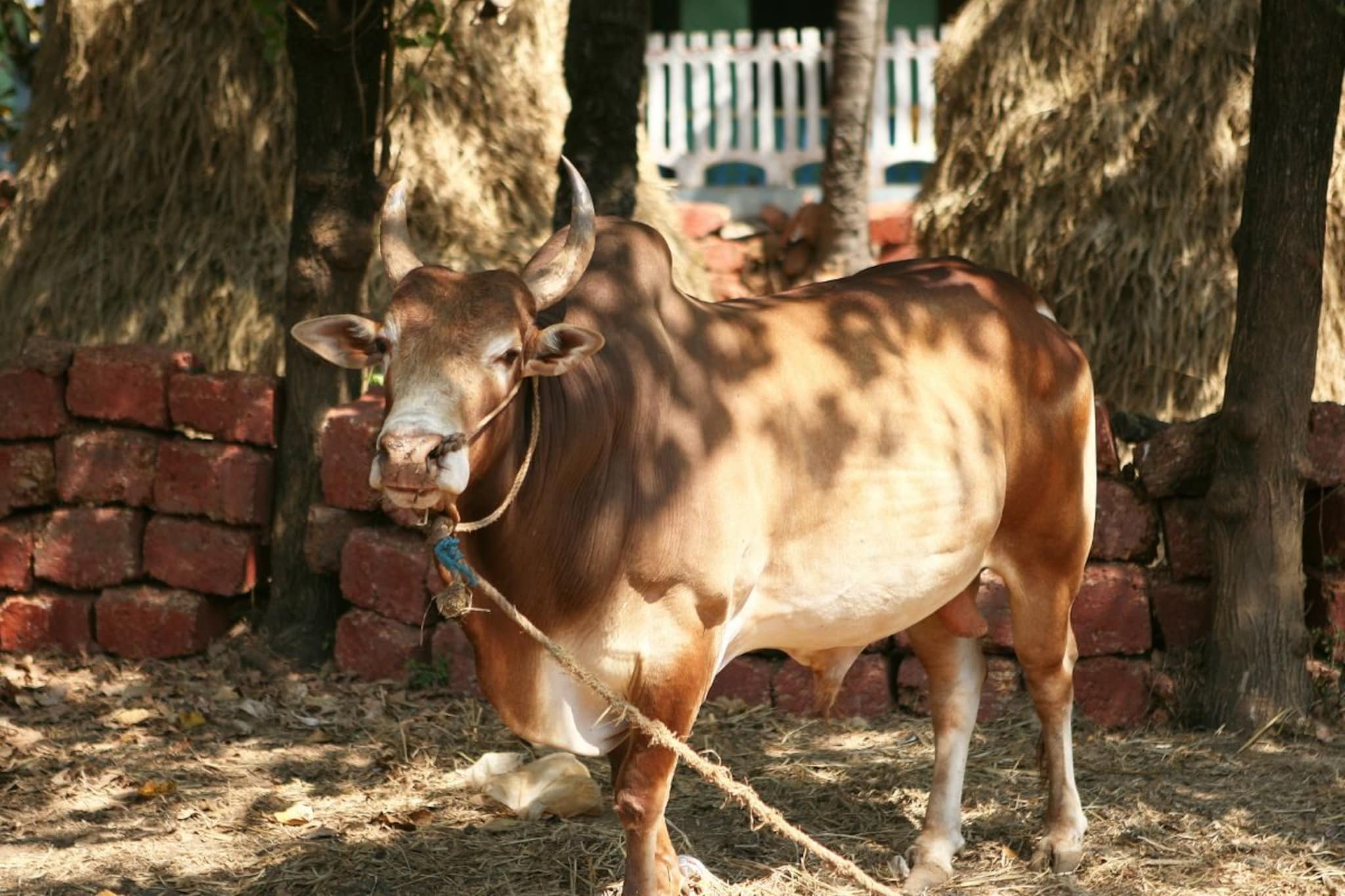 Weird : भारतातील असं ठिकाण जिथं माणसांप्रमाणे प्राण्यांनाही असते रविवारची सुट्टी