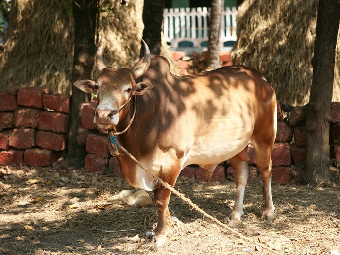 रविवारी शाळा, कॉलेज आणि बहुतेक कंपन्या, ऑफिस बंद असतात. पण तुम्हाला माहिती आहे का? भारतात असं एक ठिकाण आहे, जिथं फक्त माणसंच नव्हे तर प्राण्यांनाही रविवारी सुट्टी दिली जाते.