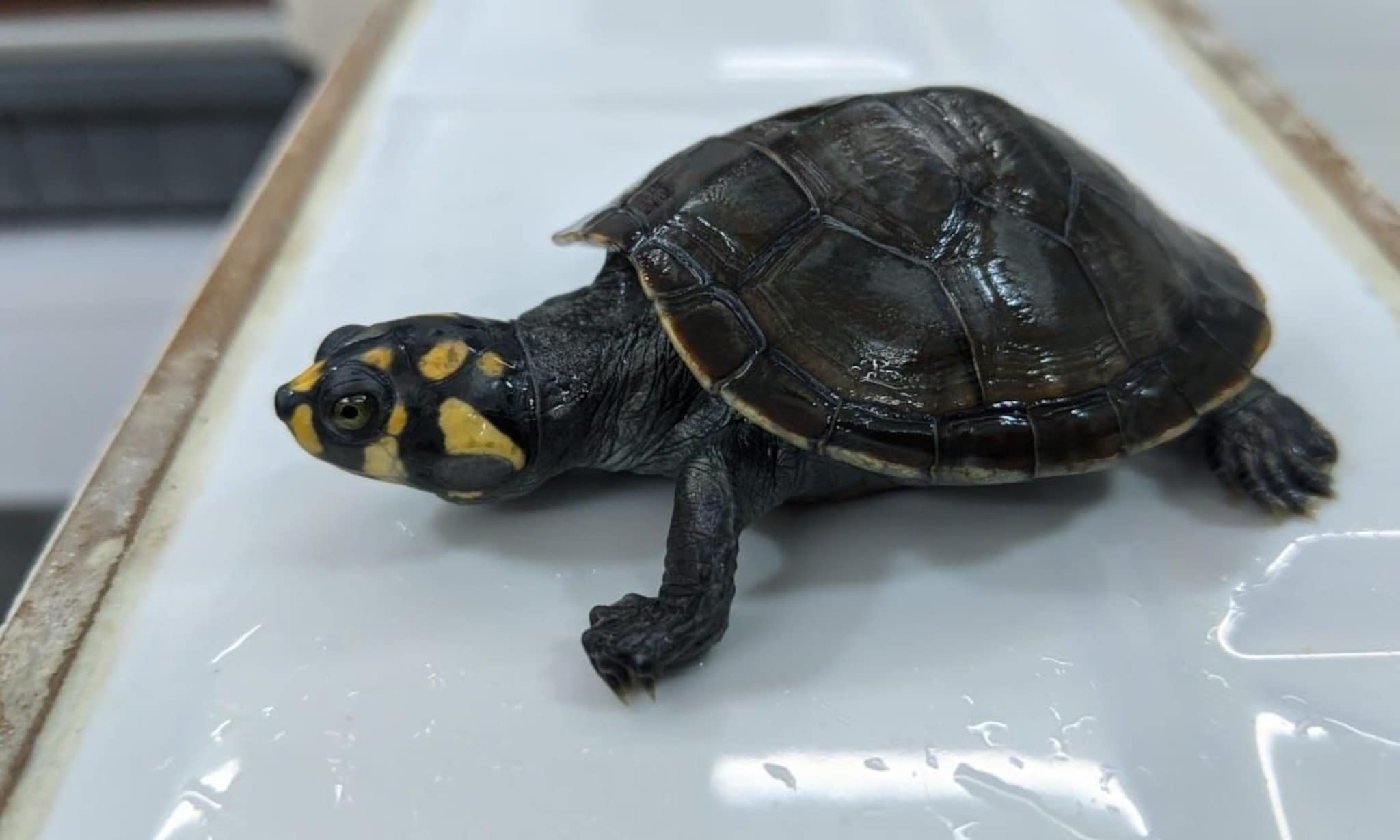 ते थायलंडवरून आले, सोबत आणले 100 वेगवेगळे जीव, कस्टमचे अधिकारी बुचकळ्यात पडले