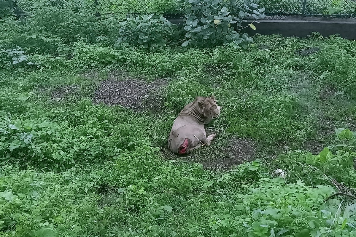 गुजरातमध्ये मालवाहू रेल्वेच्या धडकेने एका सिंहाचा मृत्यू; तर एक सिंह गंभीर जखमी