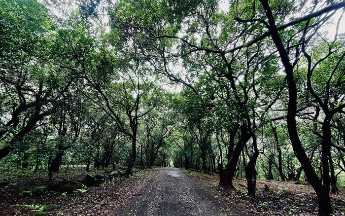पावसाळा सुरू होताच कुमशेत परिसरात मोठ्या संख्येने लोक पावसाळी पर्यटनाचा आनंद लुटण्यासाठी येत असतात. इथला निसर्ग सर्वांना भुरळ घालतो.