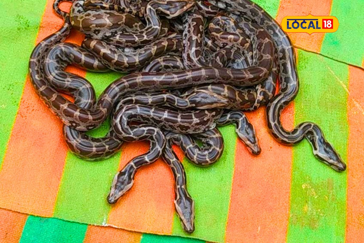 बापरे! घरात एकापाठोपाठ सापडले 10 अजगराचे पिल्लं, आईचा शोध घेतला असता सगळे घाबरले, Video