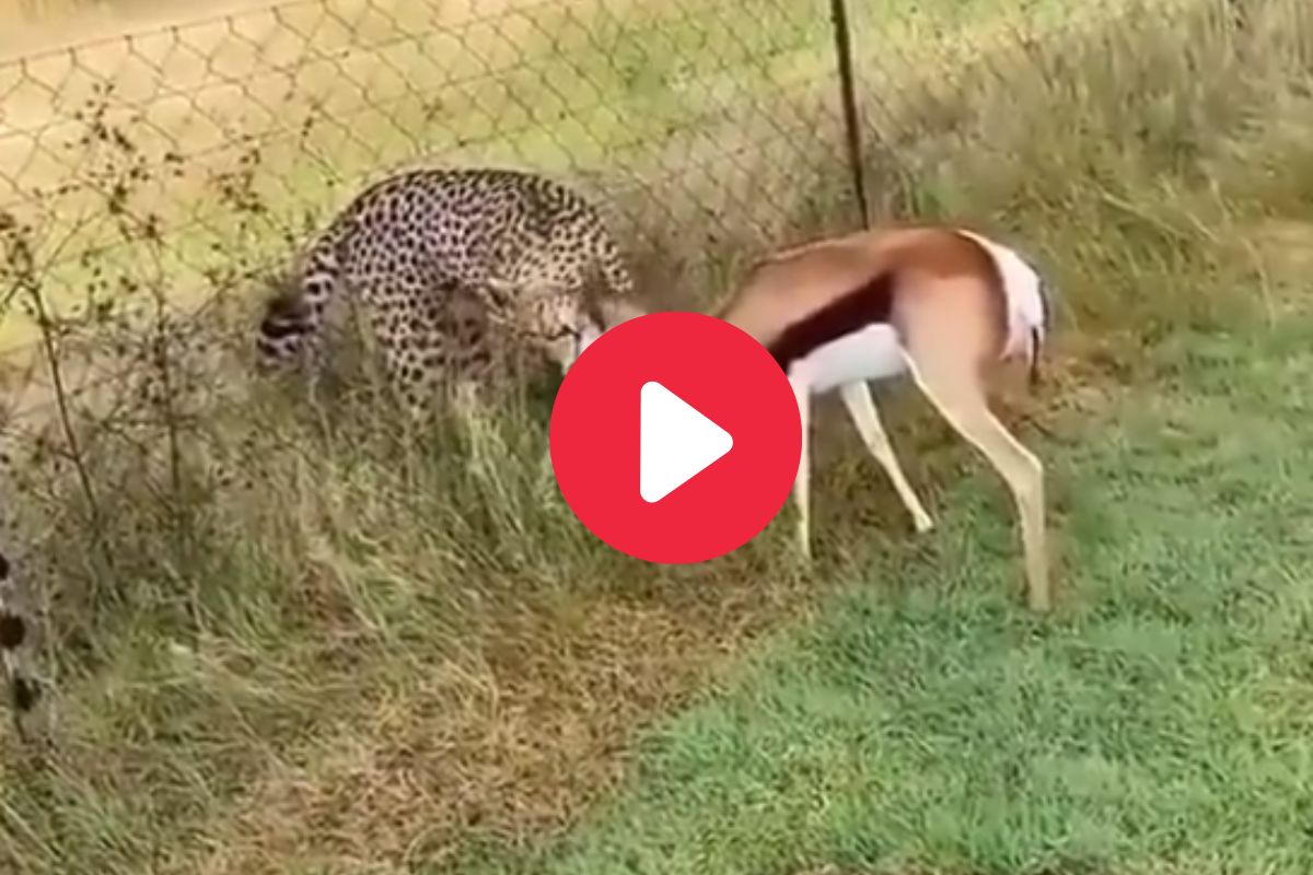 शेजारी चित्ता तरीही बेधडकपणे गवत खात होतं हरिण