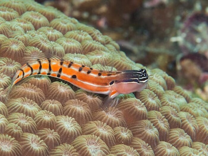ब्लेनी फिश (Blenny Fish) हे मासेही स्वतःच्या मुलांनाही मारतात. शास्त्रज्ञांचा दावा आहे की ते असे करतात कारण त्यांच्या आत अधिक उत्सुकता आहे. मादी नराला अंडी देते आणि निघून जाते. बर्‍याच वेळा नर प्रजनन हंगामात असतो, म्हणून तो उत्सुकतेने अंडी खाली फेकतो जेणेकरून तो त्या ठिकाणापासून दूर जाऊ शकेल. जेव्हा अंड्यांची संख्या कमी असते तेव्हा ते असे करतात.