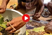 काधी पाहिलीय मुंग्याची चटणी, मिरची आणि मसाल्यासोबत बनवताना Video Viral