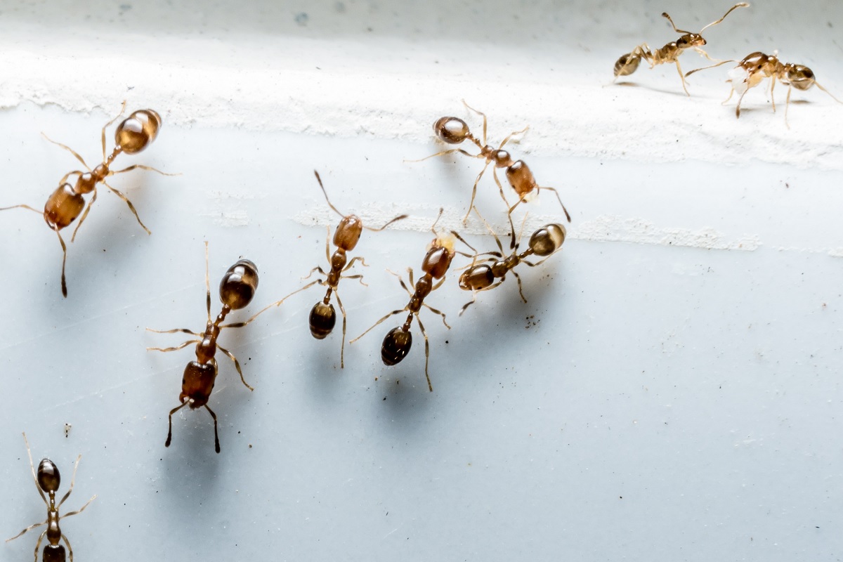 पावसाळ्यात घरात येतायत लाल मुंग्या? वापरा हे 3 घरगुती उपाय, काही मिनिटांत निघून जातील