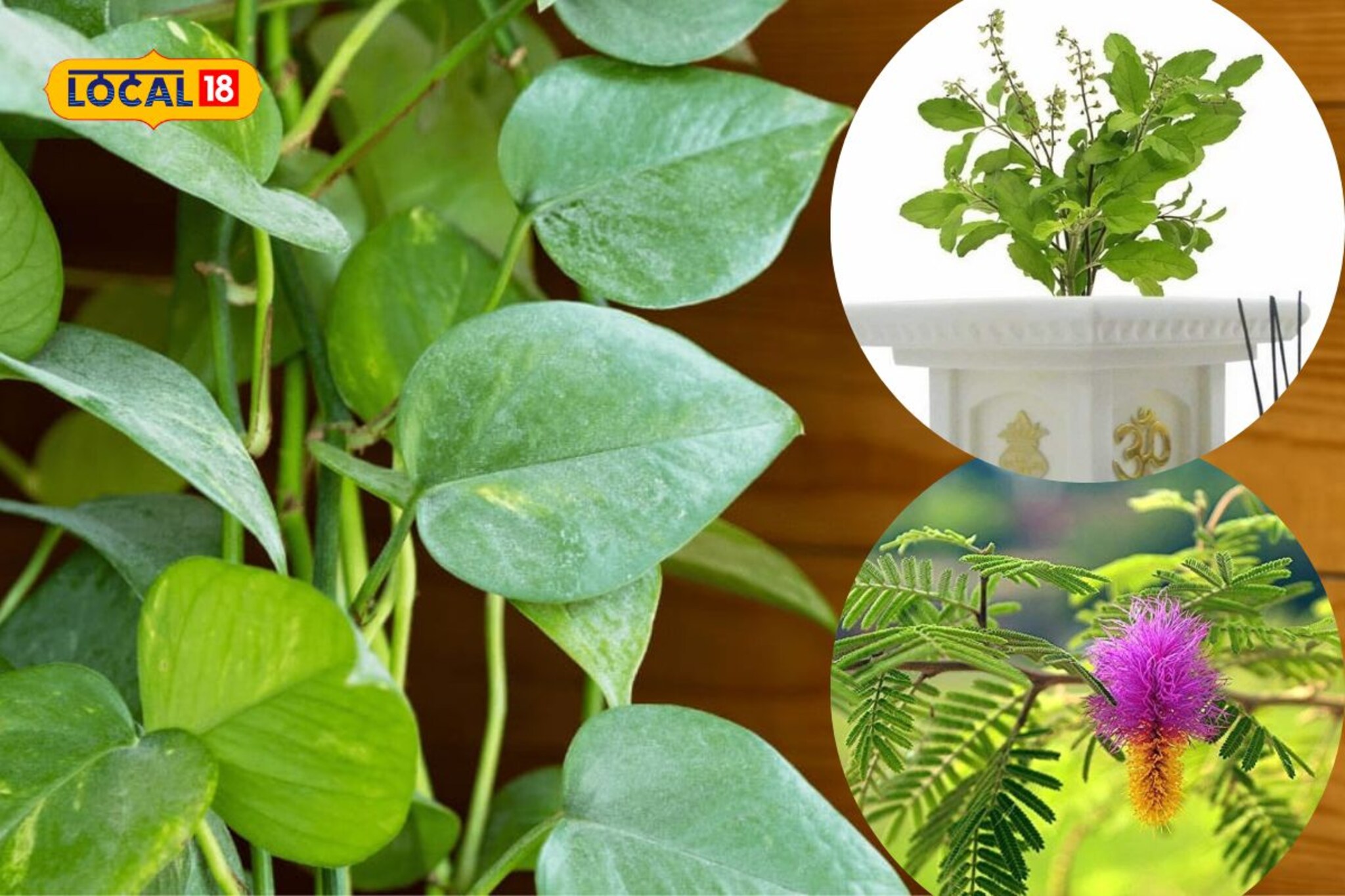 केवळ तुळशीच नाही, दक्षिण दिशेला ही 4 रोपे लावणे टाळा, अन्यथा प्रगती थांबू शकते