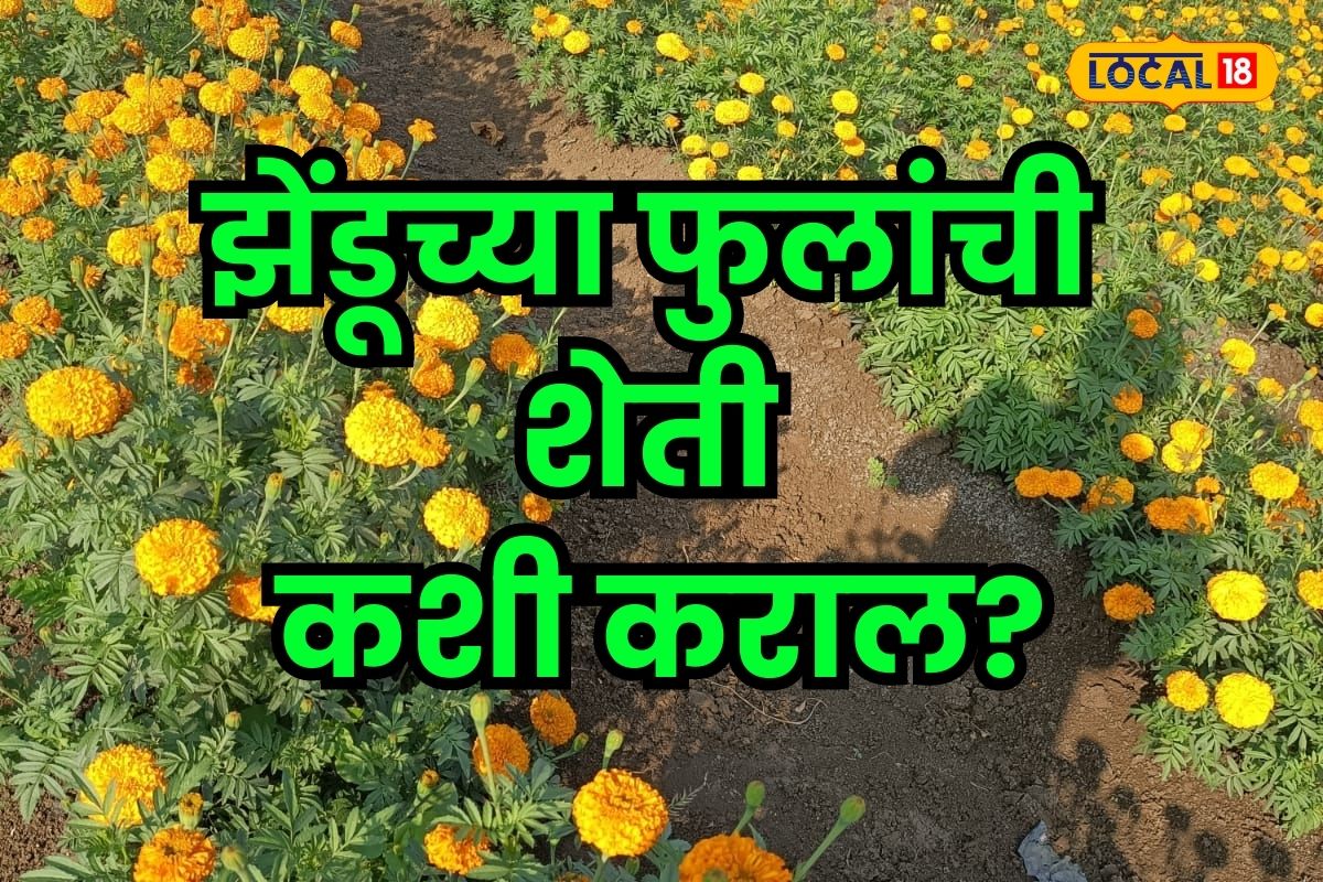 झेंडूच्या फुलांची शेती कशी कराल? कृषी तज्ज्ञांनी दिली महत्त्वाची माहिती Video