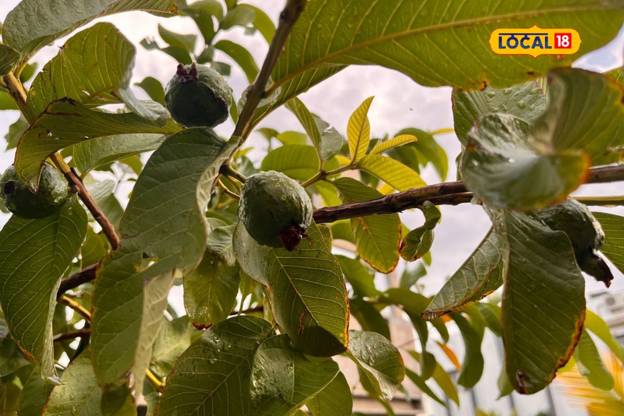 तुमच्याकडे असेल 1 एकर शेती, तर लावा ही 2 हजार झाडं, नंतर कमाईच कमाई PHOTOS