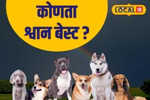 श्वान पाळणे इतकं सोप्पं नाही, आधी ही माहिती जाणून घ्या