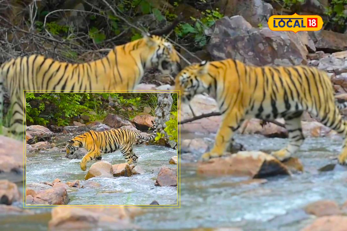 तिच्या डरकाळीने जंगल शांत होतं, ती बछड्यांसह परत आली, किक्रेटचा देवही पडला होता प्रेमात!