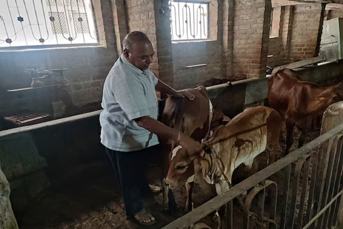 या शहरात भाऊ आणि मुलाच्या आठवणीत बैल पाळायचे लोक, मोठ्या मैदानावर व्हायची बैलांची झुंज