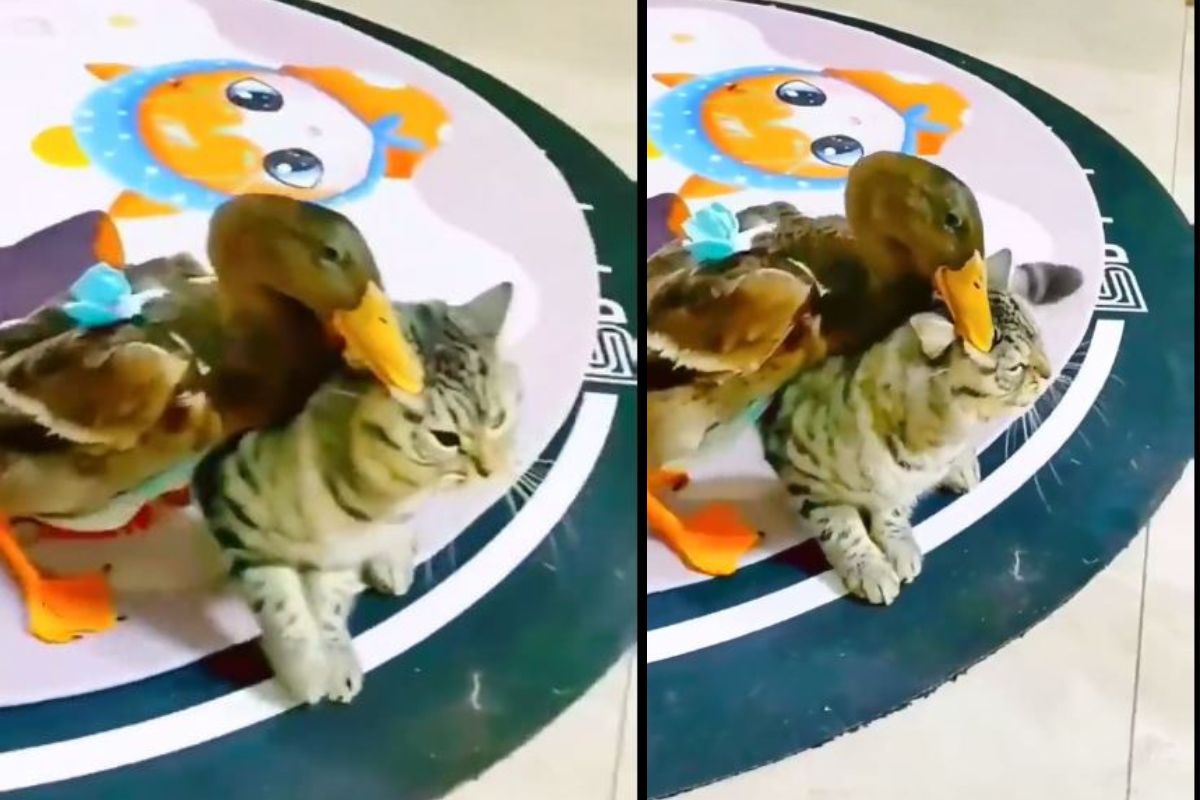 बदक आणि मांजरीची भांडणं