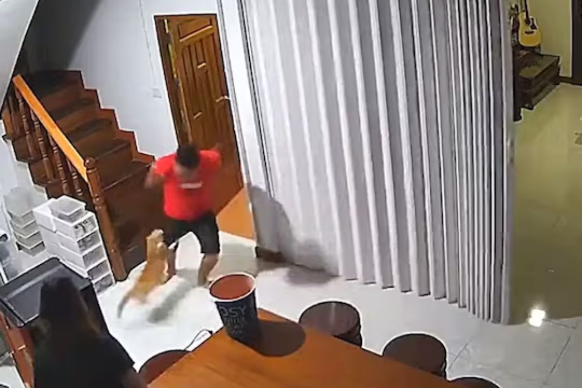 मांजरीचा मालकावर हल्ला