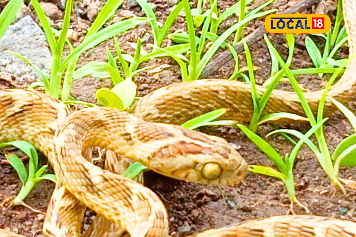 Pune News : तुम्ही आजपर्यंत कधीच पाहिला नसेल, असा साप आढळला पुण्यात, Video
