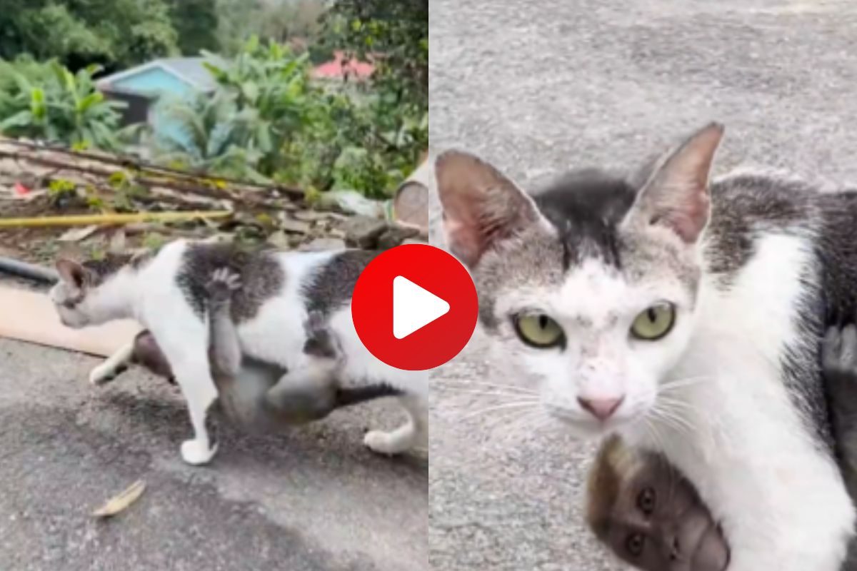 मांजरीचा व्हिडीओ व्हायरल