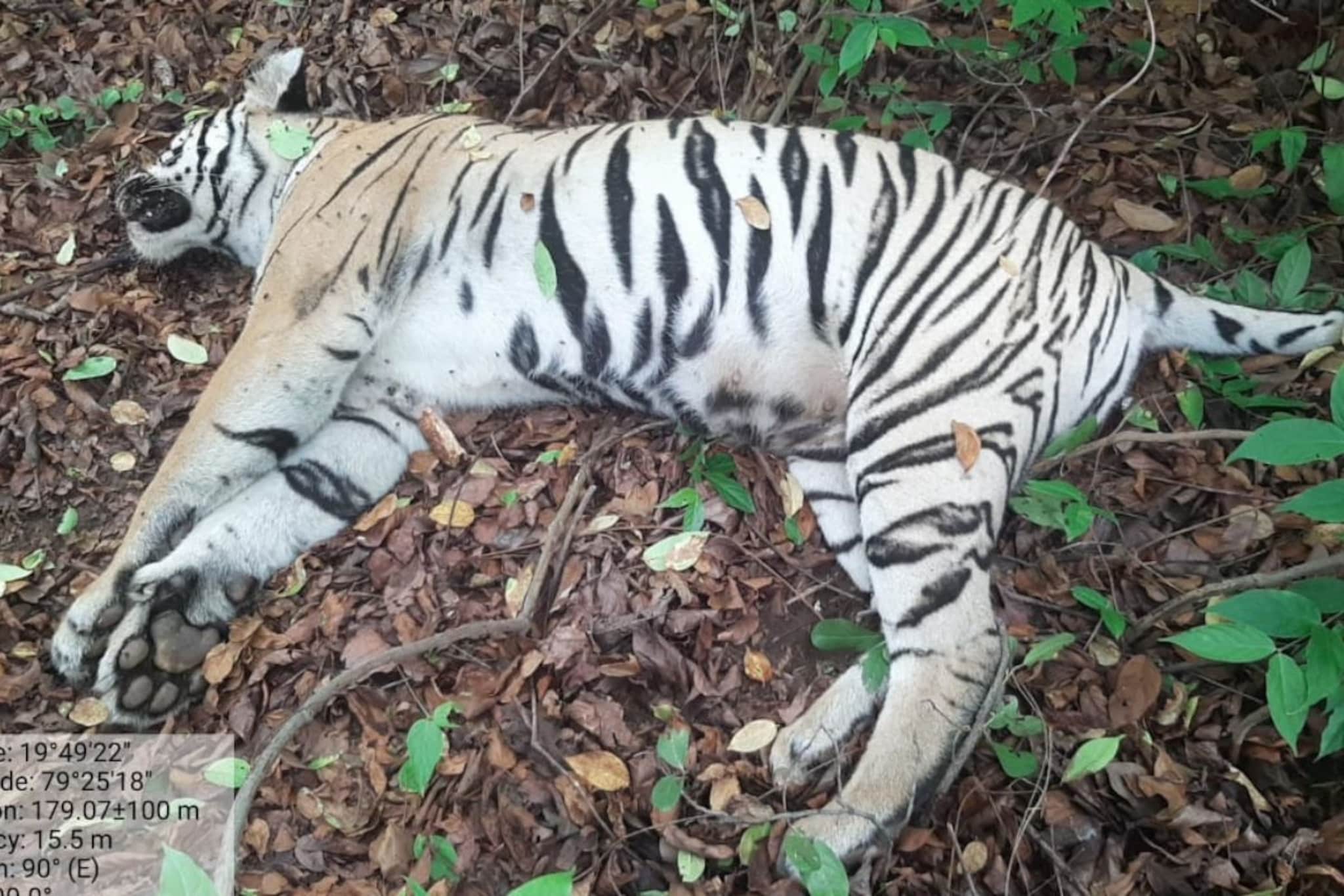 जागतिक व्याघ्र दिनीच चंद्रपुरात वाघाचा मृत्यू, अज्ञात वाहनाची धडक