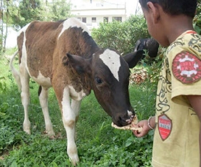 साडेसातीपासून सुटका मिळवण्यासाठी अमावास्येला किंवा शनिवारी दोन शिळी चपाती आणि खीर गायीला खायला द्या. याने शनीचा प्रकोप कमी होतो.