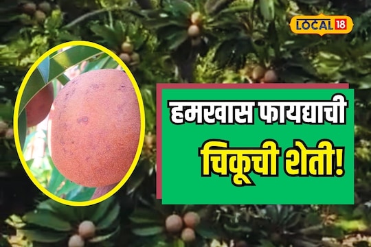 Agriculture News: लाखोंचं उत्पन्न देणारी चिकूची शेती, पाहा लागवडीचं तंत्र
