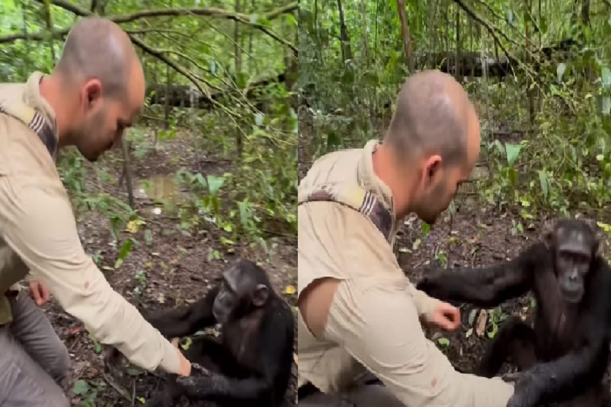 चिम्पाझीचा इमोशनल व्हिडीओ (फोटो - इन्स्टाग्राम व्हिडीओ ग्रॅब)