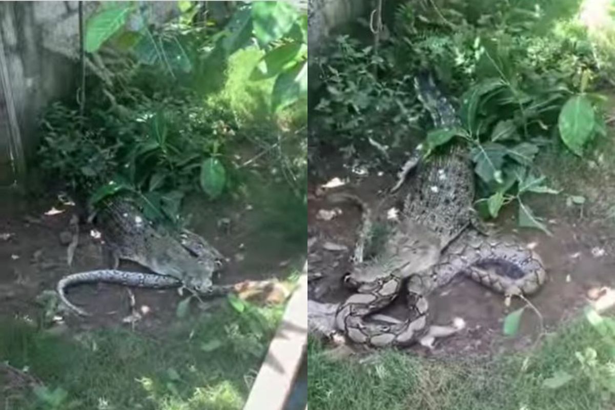 मगर आणि अजगराची लढाई