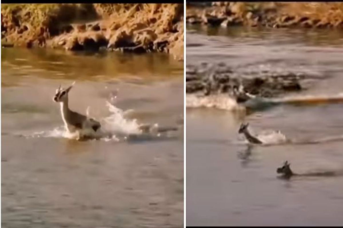 मगरीचा हरणावर हल्ला