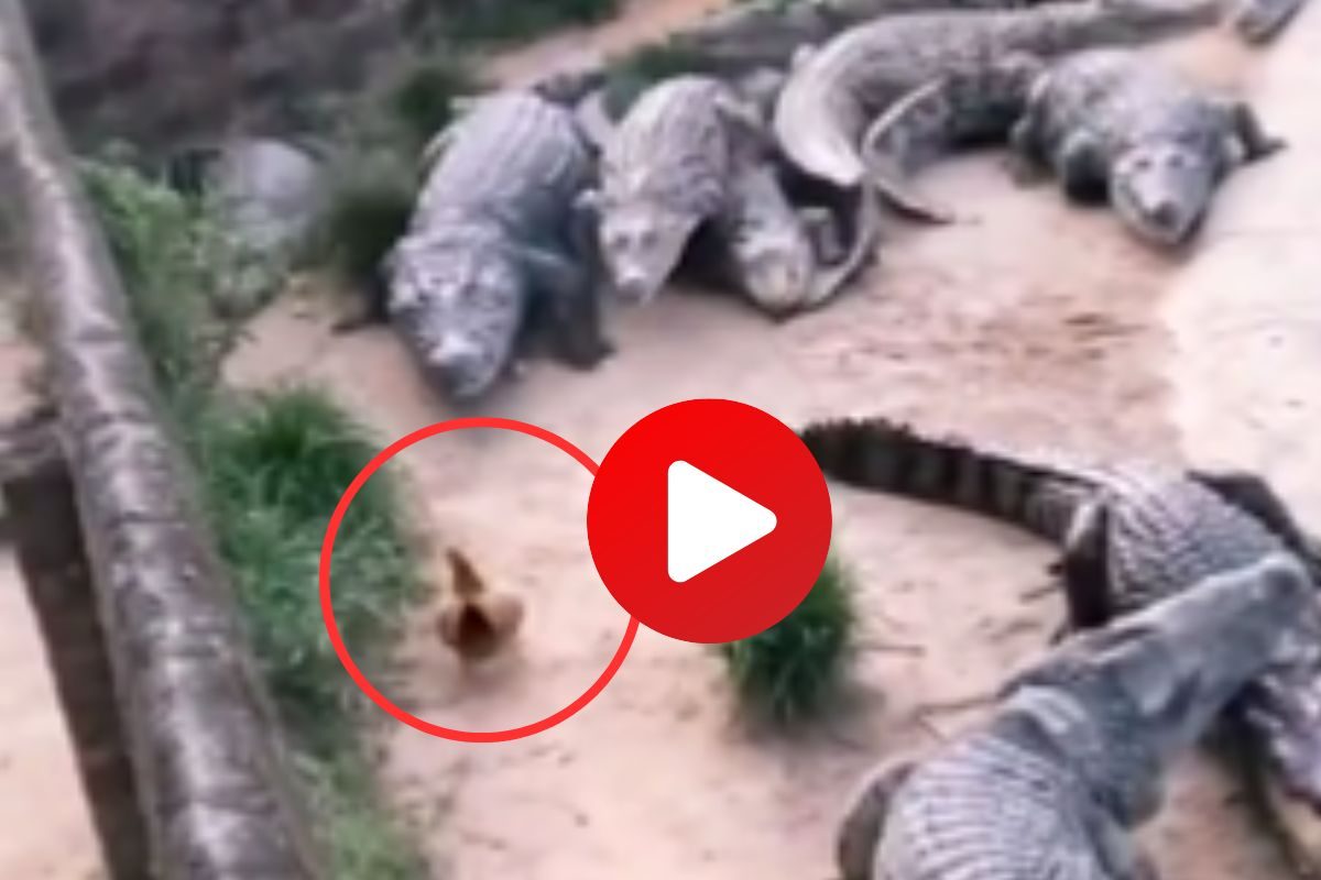 व्हायरल व्हिडीओ