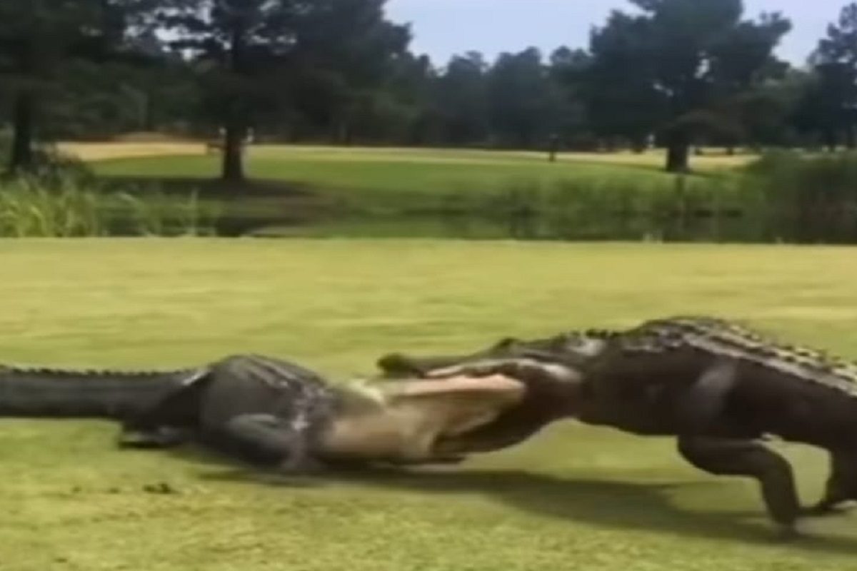 मगरींची फायटिंग. (फोटो - इन्स्टाग्राम व्हिडीओ ग्रॅब)