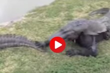 Video : तरुणाचं भलतच धाडस, कॉस्ट्यूम घालून पोहोचला खऱ्या मगरीजवळ छेड काढताच...
