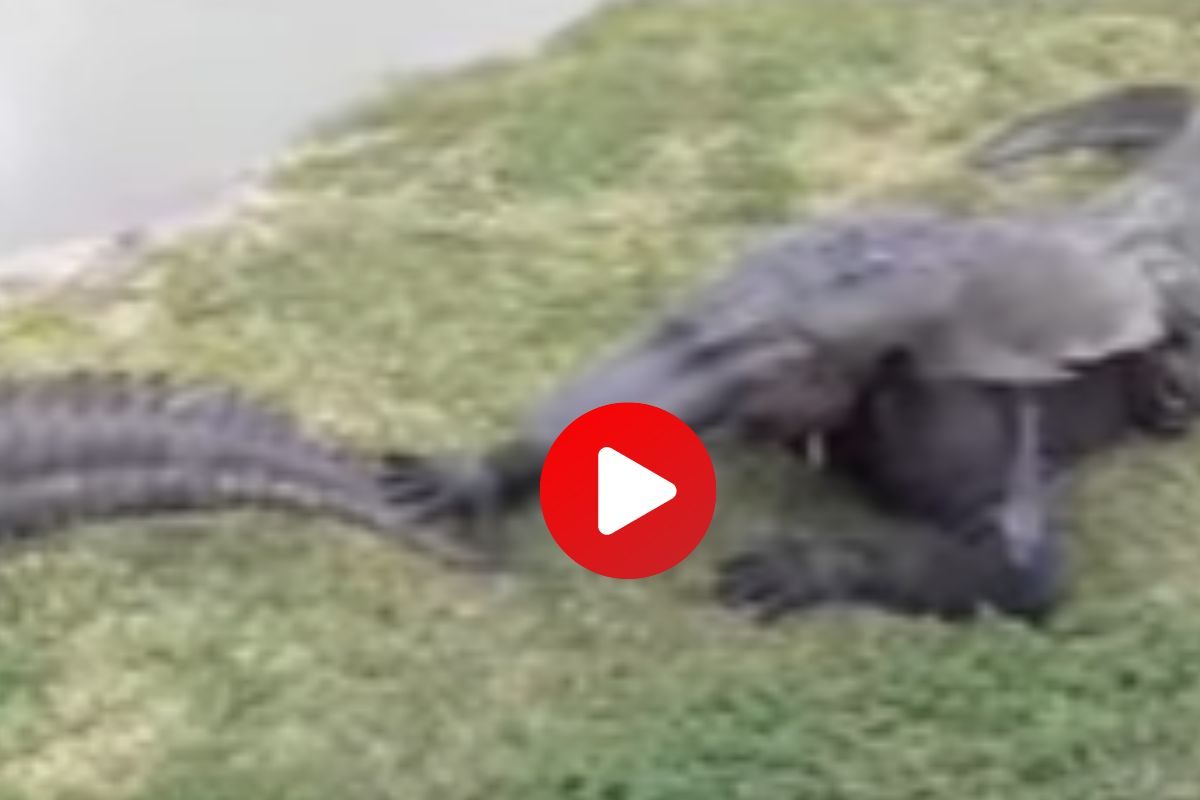 धोकादायक व्हिडीओ व्हायरल